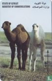 Young Camels - Bild 1