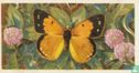 Clouded Yellow - Image 1
