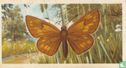Silver-spotted Skipper - Image 1