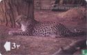 The Arabian Leopard - Image 1