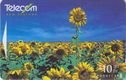Sunflowers - Bild 1