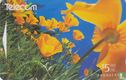 California Poppies - Afbeelding 1