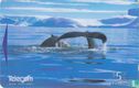 Humpback Whale  - Bild 1