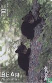 Black Bear (Ursus Americanus) - Afbeelding 1