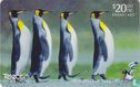 King Penguins - Afbeelding 1