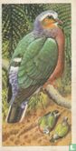 Ceylon Emerald Dove - Image 1
