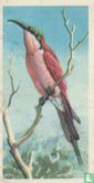 Southern Carmine Bee-eater - Afbeelding 1