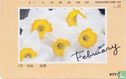 February - Daffodils - Image 1