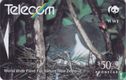 Chatham Island Pigeon (Parea)