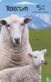 Coopworth  Sheep - Afbeelding 1