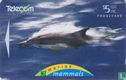 Common Dolphin - Afbeelding 1
