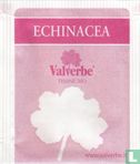 Echinacea - Bild 1