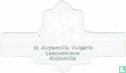 Alchemilla Vulgaris - Leeuweklauw - Afbeelding 2