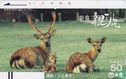 Deer At Nara - Bild 1
