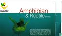 Amfibieën en reptielen - Afbeelding 1
