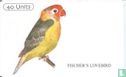 Fischer's lovebird - Image 1