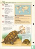 Langnekslangehalsschildpad - Bild 2