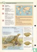 Galagapos- en Seychellenreuzenschildpad - Bild 2