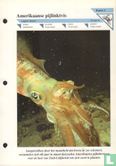 Amerikaanse pijlinktvis - Image 1