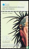 bald-headed ibis - Image 2