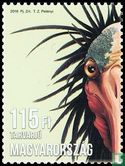 bald-headed ibis - Image 1