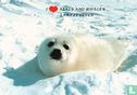 I love seals and whales, laat ze leven - Afbeelding 1