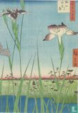 Irises at horikin, 1856 - Bild 1