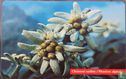 Chranene rastliny / plesnivec alpinsky - Bild 1