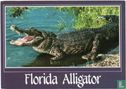Florida Alligator - Image 1