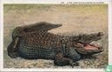 A 300 Year Old Alligator in Florida - Afbeelding 1