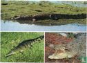 Crocodiles - Afbeelding 1