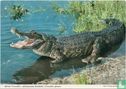 African Crocodile - Afbeelding 1