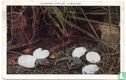 Alligators Hatching, Florida  - Image 1