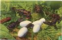 Alligator Egg Hatching in Florida - Image 1