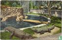Alligator Pool, San Jacinto Plaza, El Paso, Texas - Image 1