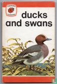 Ducks and Swans - Afbeelding 1