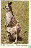 Grey Kangaroo - Image 1