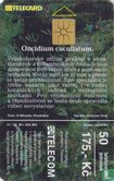 Oncidium cucullatum. - Image 1