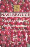 Nasi Brouci - Afbeelding 1