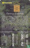 Cattleya aclandiae - Bild 1
