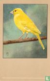 Kanarie (geel) / Canari jaune / Kanarienvogel (Gelb) / Canary (Yellow) / Serinus Canarius - Afbeelding 1