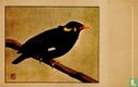 Beo / Mainate religieux / Beo / Hill mynah / Eulabes religiosa - Afbeelding 1