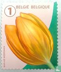 Tulipe - Image 1