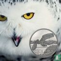 Canada 50 dollars 2014 (PROOF - folder) "Snowy owl" - Image 1
