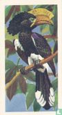 Crested Hornbill - Image 1