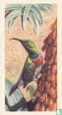 Lesser Double-Collared Sunbird - Image 1