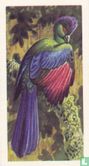 Purple-Crested Turaco - Afbeelding 1