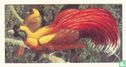Red Bird of Paradise - Image 1