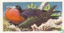 Magnificent Frigate Bird - Afbeelding 1