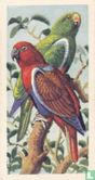 Red-Sided Parrot - Bild 1